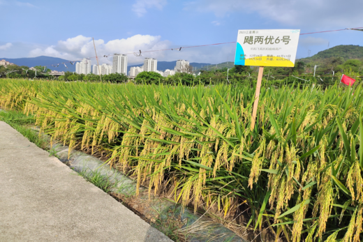 颶兩優6號——抗稻飛虱